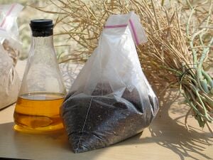 330px-Canola_Oil_and_Seeds.jpg