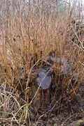 The same alder stool after one year's regrowth