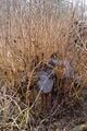 The same alder stool after one year's regrowth