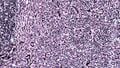 Thumbnail for version as of 03:40, 18 March 2026