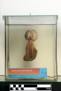 Thumbnail for version as of 14:07, 18 March 2026