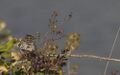 Thumbnail for version as of 21:36, 17 April 2008
