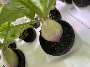 Effects of Spectral Ranges on Growth and Yield in Vertical Hydroponic–Aeroponic Hybrid Grow Systems for Radishes and Turnips