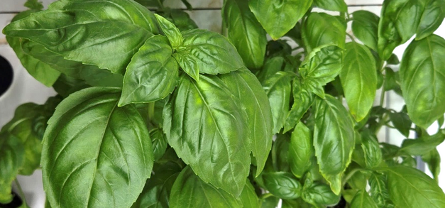 File:Basil-vert.png