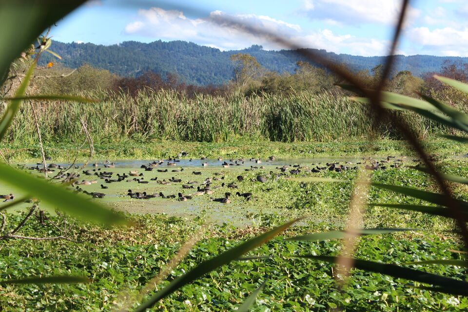 File:Ducks allen marsh3.jpg