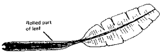 feuille de bananier