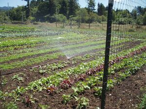 Overhead watering.jpg