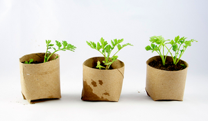 330px-Seedlingsincard.png