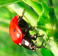 Seven-spotted lady beetle