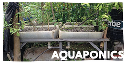 250px-Aquaponics-homepage-2.png