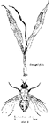 Thumbnail for version as of 01:26, 6 January 2007