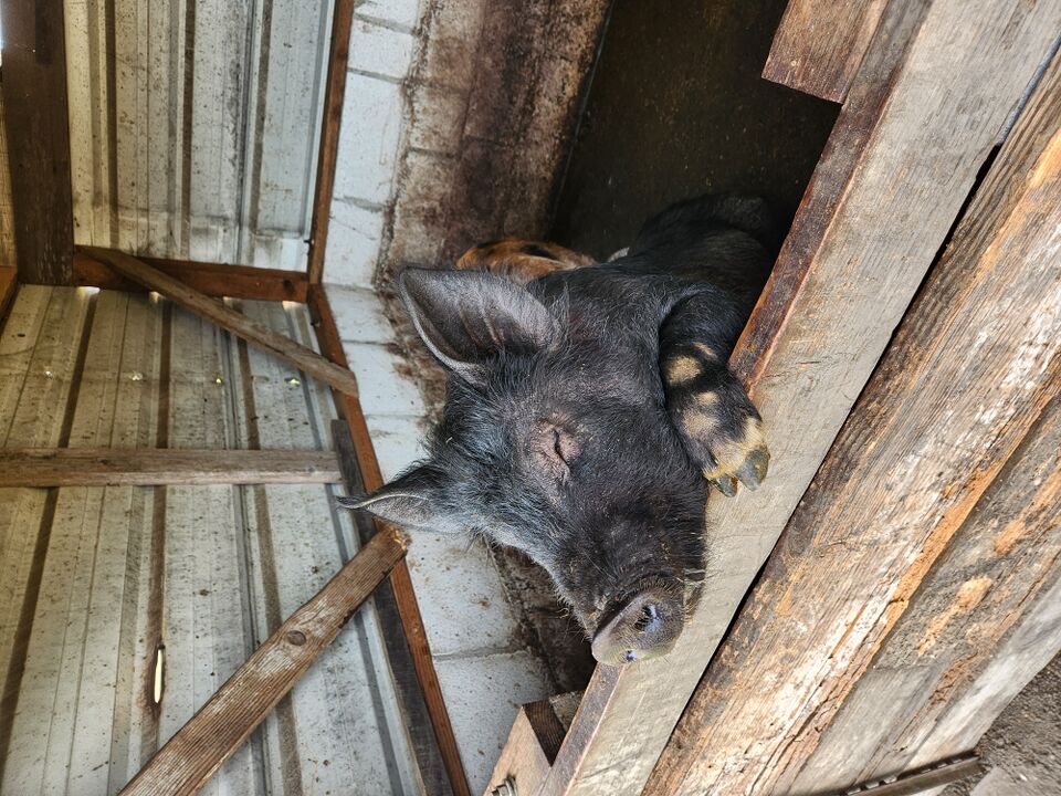 File:PIG.jpg
