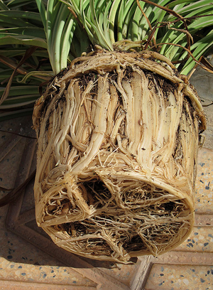 300px-Rootboundpot.png