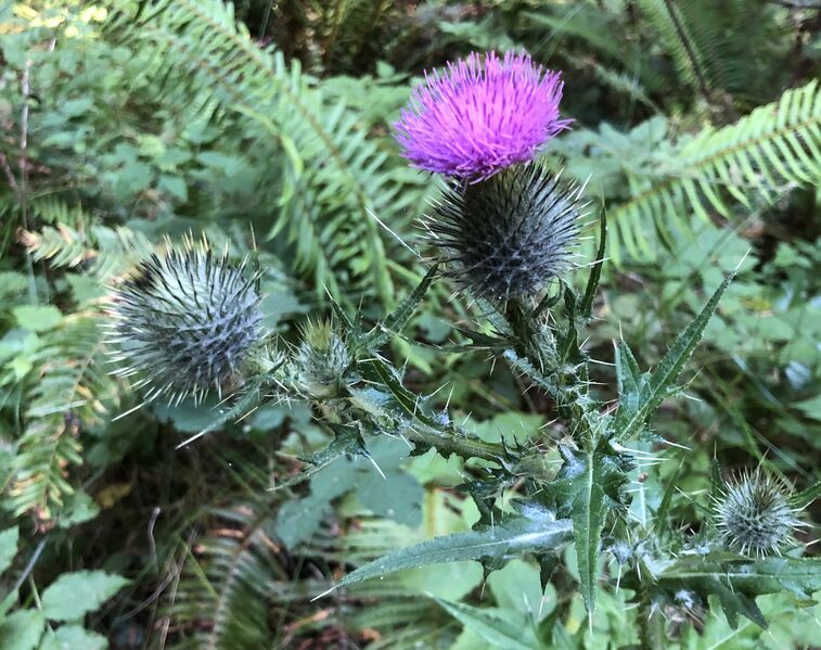 File:TheoHamiltonThistle.jpg