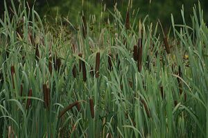 Cattails.jpg