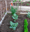 Fan-shaped trellis/stake base