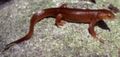 California Newt Taricha torosa