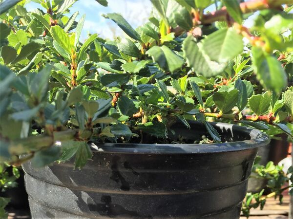 File:Ceanothus2.JPG