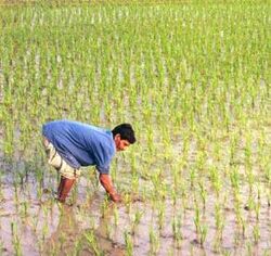 File:Rice Field.jpg
