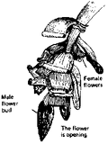 Thumbnail for version as of 01:24, 6 January 2007