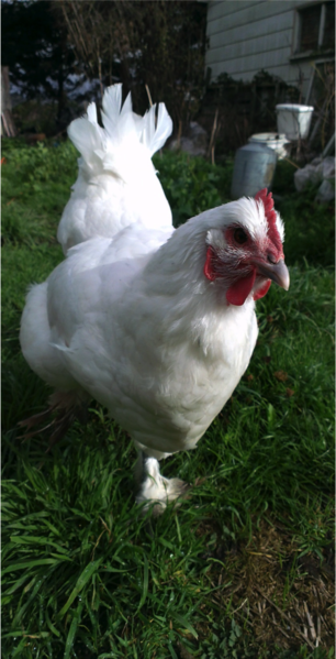 File:Montessori ChickenCoop Chicken.png