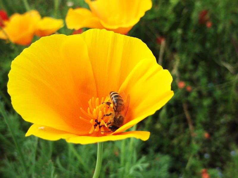 File:Pollinators.jpg