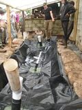 Here we have placed the Biobolsa in the trench, aligning its intake with the pigpen outlet