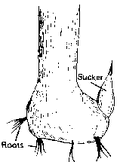 Thumbnail for version as of 01:24, 6 January 2007