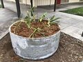 Finally, plants were planted in each planter. There is a larger, main plant in the center with smaller plants and bulbs on the outside. Redwood bark was layered on the soil of the surface and the plants were watered.