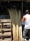 In the Villa Consuelo open air marketplace bamboo is sold by the bunch at $250(RD)