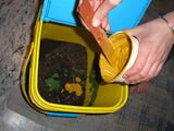 Composting old paint into bucket from ACRC