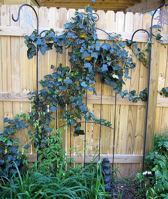 stromberg kaktus Kaktus-Wolfsmilch Euphorbia Acrurensis (Cowboy-Kaktus) Ø24cm 80cm