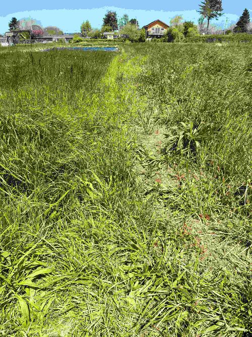 File:Pathway Progress 1.jpg