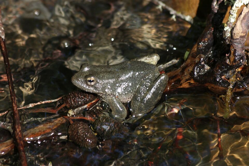 File:Ranaboylii2.JPG