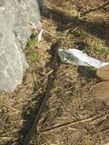 Fig 1n: Mainline staked down
