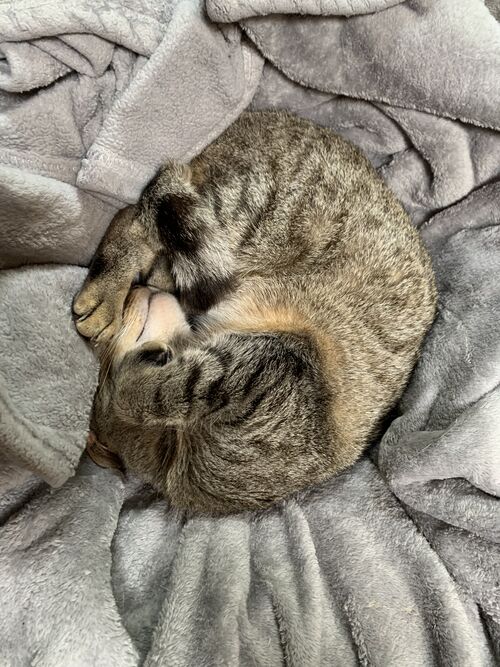 File:Nugget Sleeping.jpg