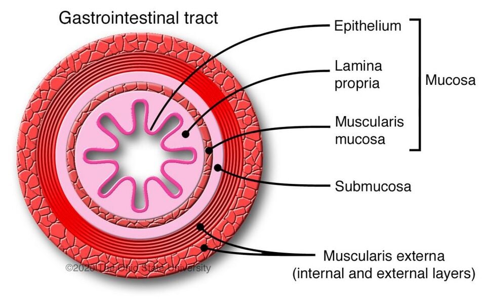 File:Gut-cross-section-©Ohio-State-1024x631.jpg
