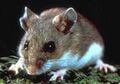 House Mouse Mus musculus