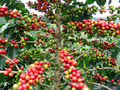 Coffee fruits (cherries or berries)