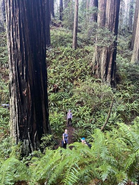 File:Redwood tree 567.jpg