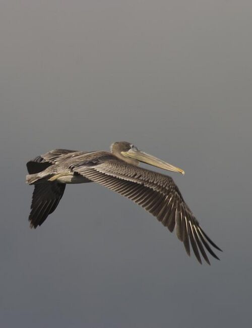 File:Brownpelican.jpg