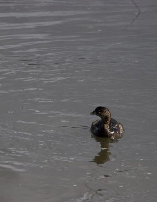 File:Pied-billedgrebe.jpg