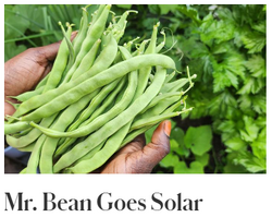Mr. Bean Goes Solar
