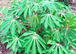 Cassava