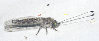 330px-Owlfly.png