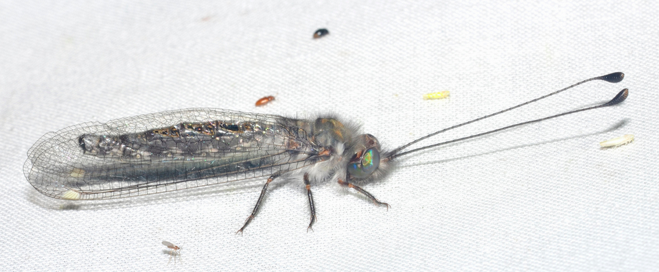 File:Owlfly.png