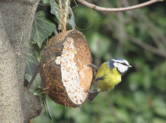 330px-Coconutfatfeeder.png