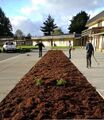 Mulch Makeover A new landscape design, which incorporates plants that are drought tolerant, evergreen, and low maintenance.