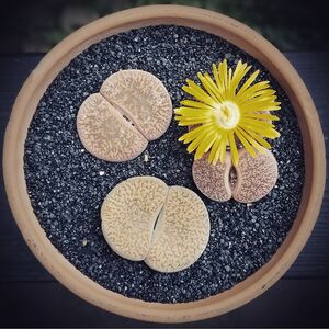 JSteinerLithops.jpg