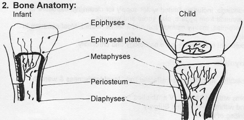 File:Bone Anatomy.jpg